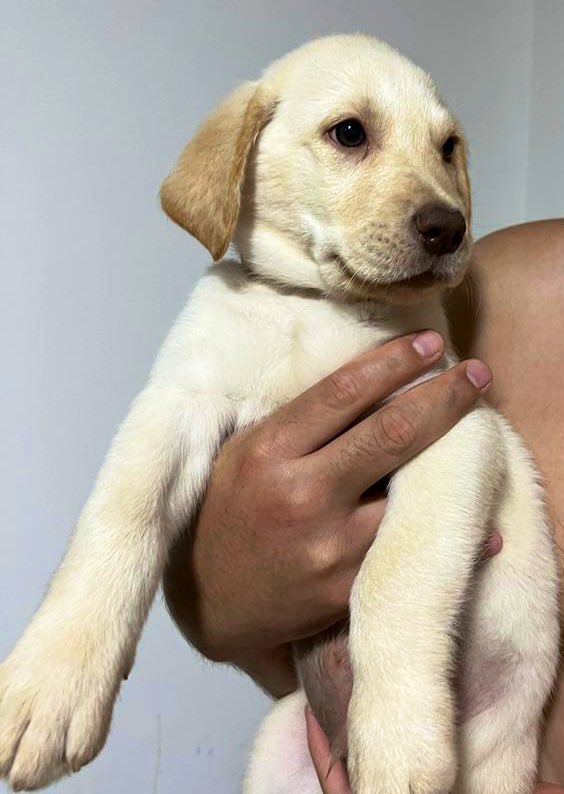 Gu111erm0's tweet photo. 88134700
#Labrador #puppies #Alajuela https://t.co/i5oW1nZcuR