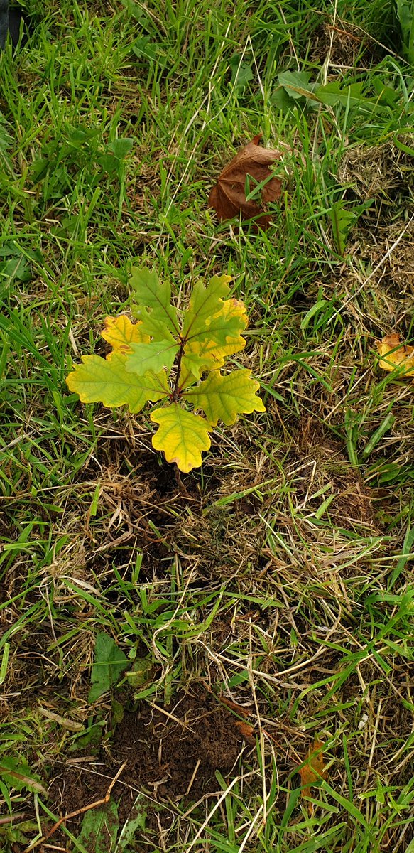 Andrew Kirrane / Inwood_furniture_design tweet media