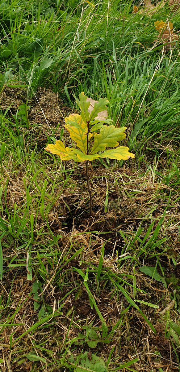 Andrew Kirrane / Inwood_furniture_design tweet media