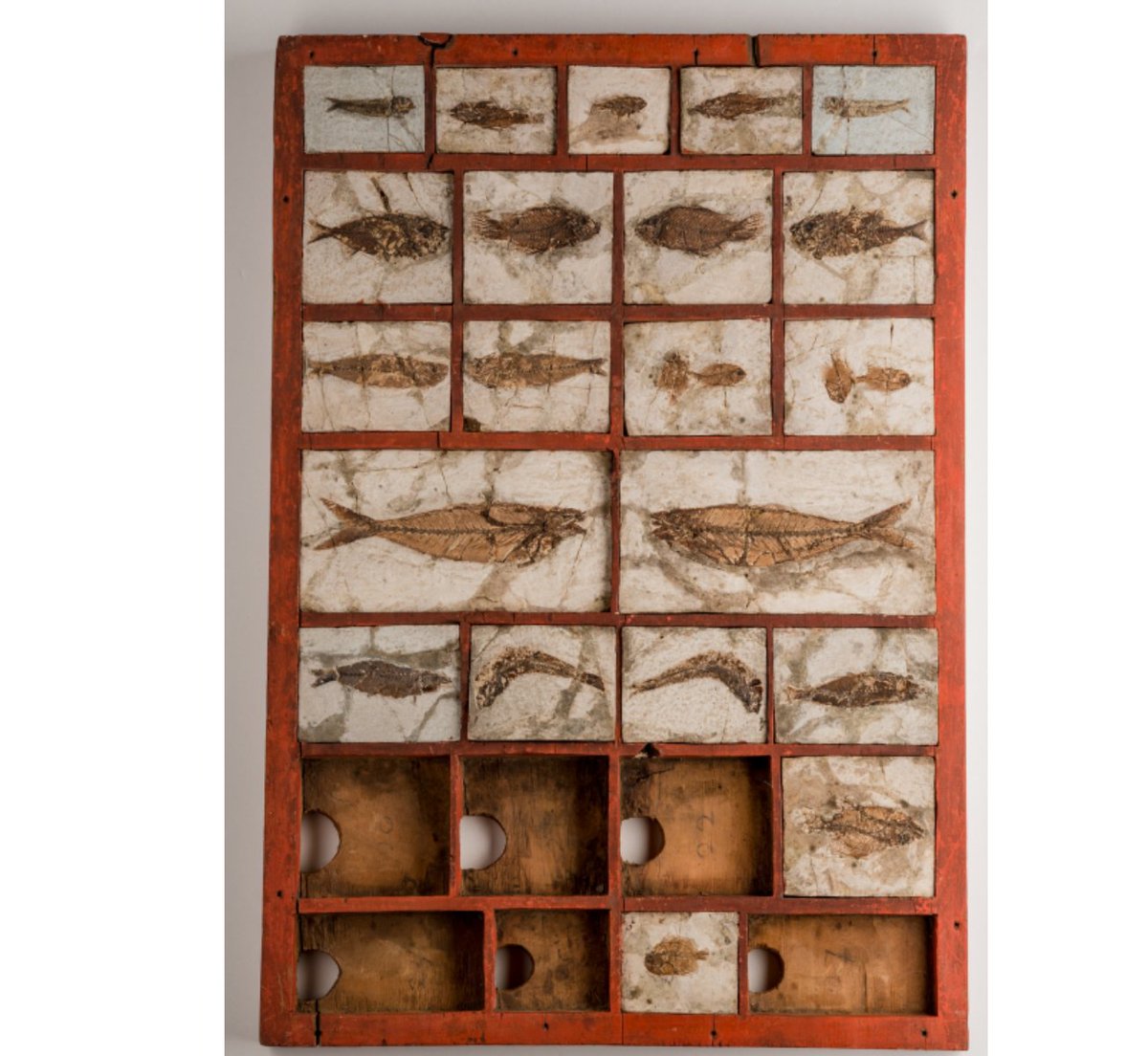 Goethe_Rocks's tweet photo. Happy #NationalFossilDay bei #Goethe_Rocks!

Inv. Nr.: GNG 02185
Hist. Präsentationstitel: Paläontologische- Sammlung/Fische, Ein Kasten mit 25 Stück Fischabdrücken vom Monte #Bolca, worunter 11 Dubletten.
Sammler: #Goethe 

#Fisch #EarthScienceWeek #MuseenKSW #fossil #sammlung https://t.co/KpecMfPPLC