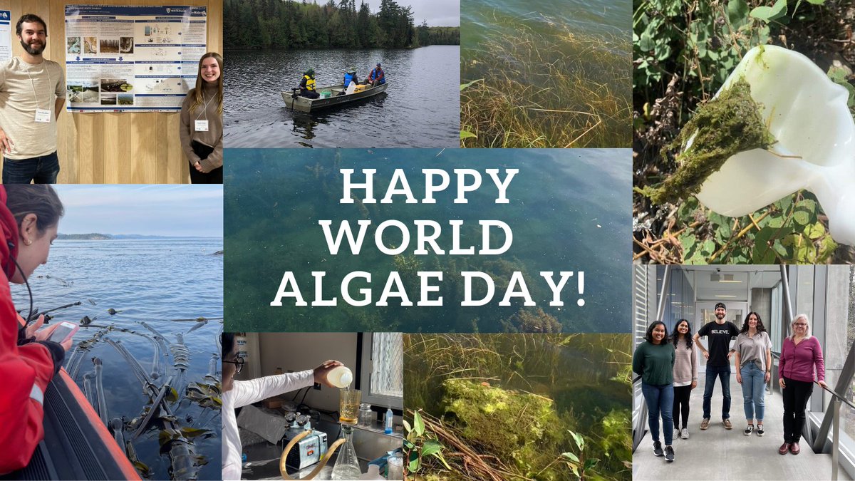 forWaterNetwork's tweet photo. Happy #WorldAlgaeDay! Harmful algal blooms are a concern for #drinkingwater quality and water treatment 

The Müller lab studies cyanobacteria community composition to determine if potential cyanotoxin producing taxa are present across the ecozones in Canada in #forWaterNetwork https://t.co/Q7HUkNkAEA
