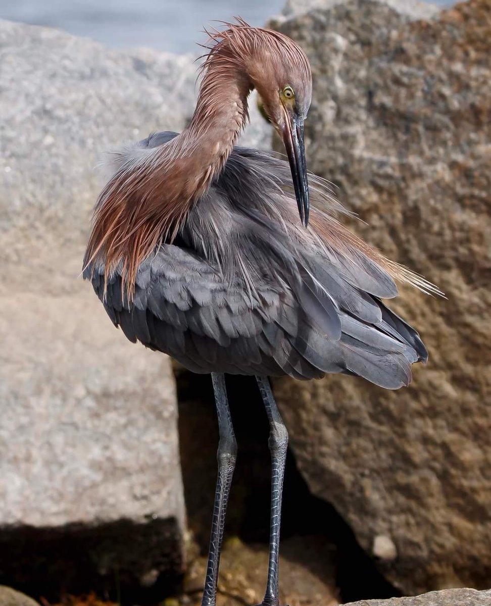 NatureXposure's tweet photo. The Reddish Egret is considered one of the most active herons 😍

#bird #birdphotography #wildlife #birdwatching #wildlifephotography #BirdTwitter https://t.co/qCvI1SNHVa