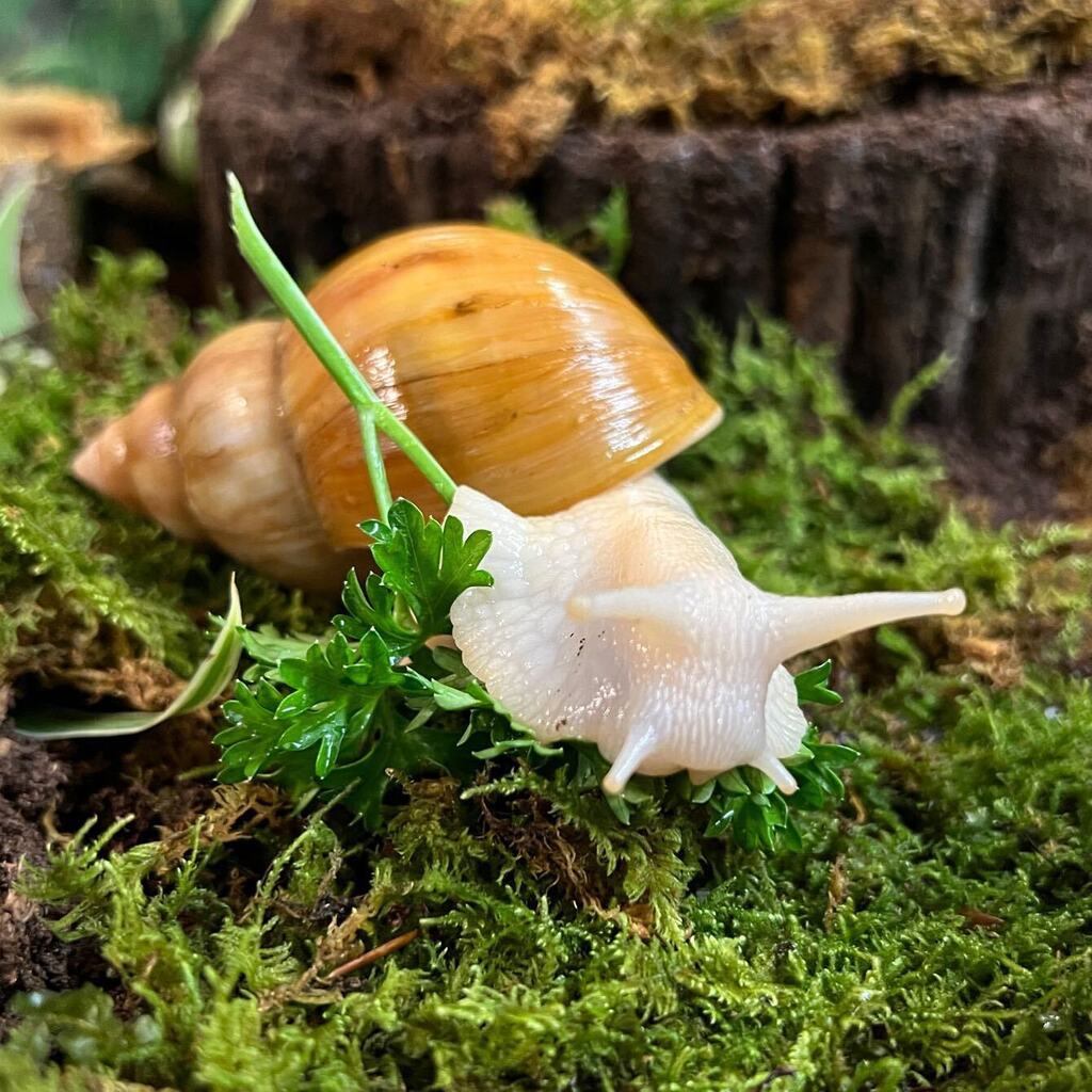 🌿🐌🌿
⠀⠀⠀⠀⠀⠀⠀⠀⠀
#snails #snailsofinstagram #achatina #achatinafulica #lissachatina #lissachatinafulica #achatinasnail #latergram