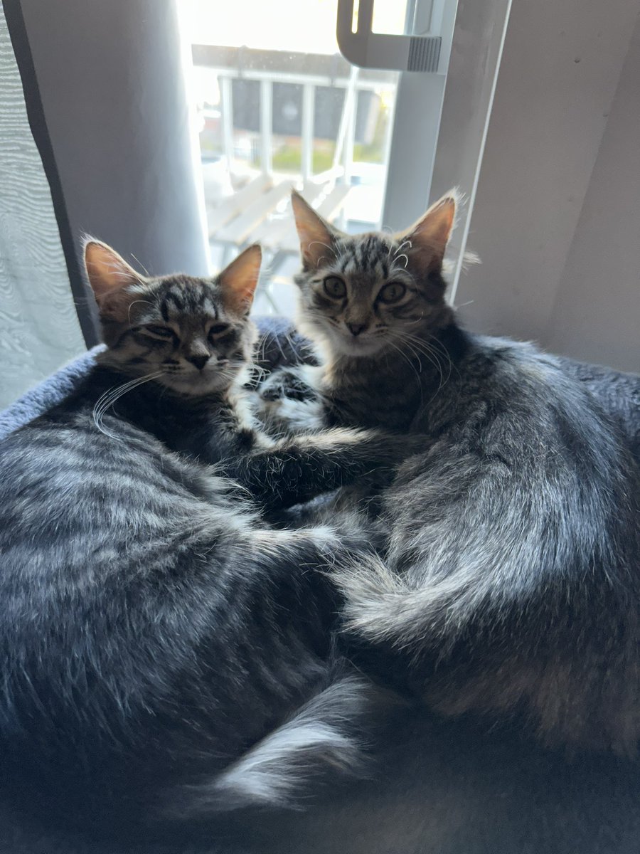 JustASpaceCuh's tweet photo. Hello, Twitter! Meet the newest additions to my family! 
Astra✨&amp; Sage🍀
#Cats #RescueKittens https://t.co/UbsbGvP1pN