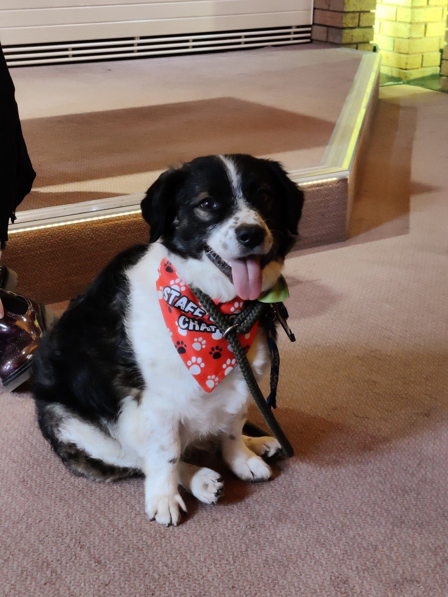 NicolecrFowler's tweet photo. @revcathfrog @boltonnhsft Today we met the support chaplain dog Tandal @bolton he was such a cutie ! 🐾🐶 https://t.co/WqQNo6ZRhm