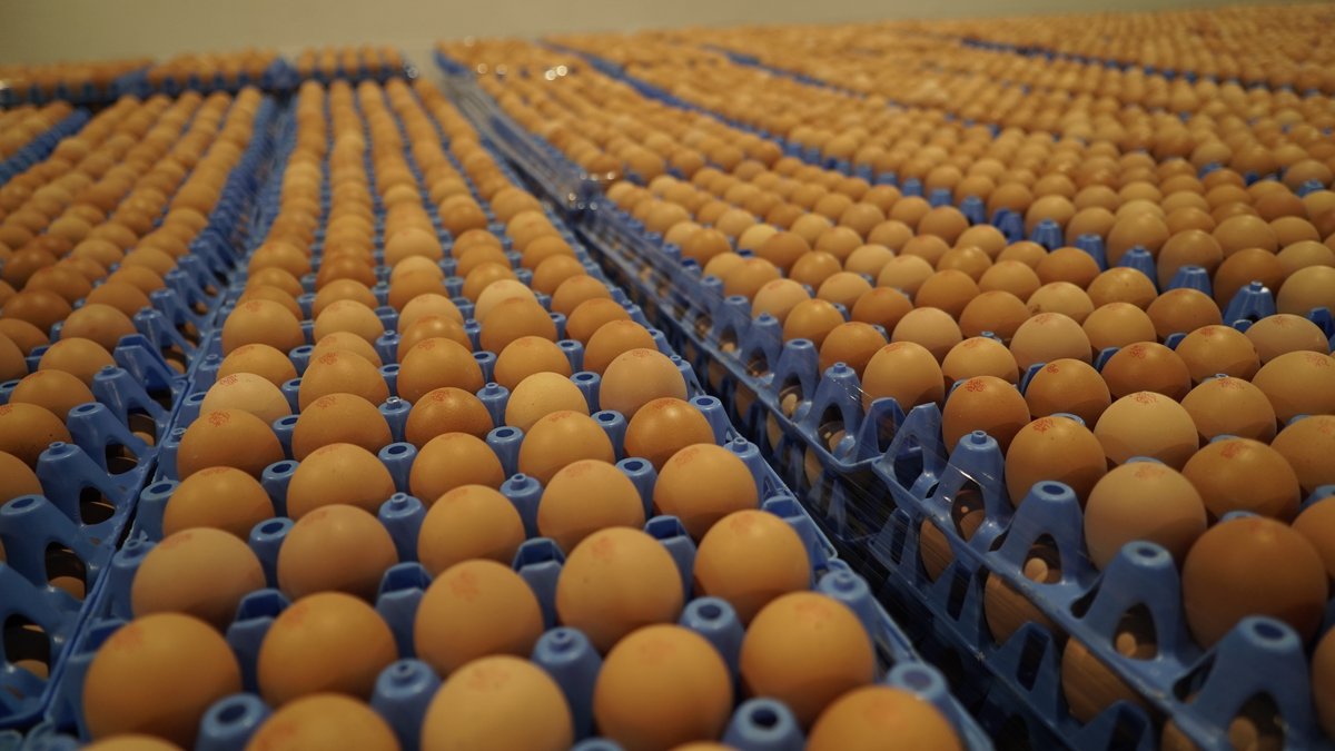 In this Sunday's On Your Farm <a href="/charlottebsmith/">charlotte smith</a> will visit the first of her three finalists in the "Farming for the Future" category of this year's BBC Food and Farming Awards. The Griffiths family <a href="/OaklandsEggs/">Oaklands Farm Eggs</a> market a BILLION EGGS A YEAR!