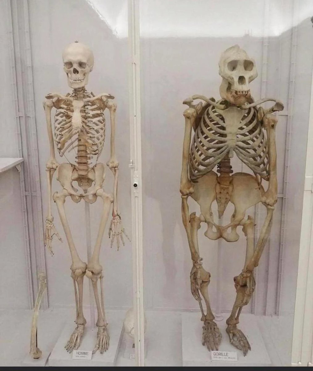 McFatass69's tweet photo. Underneath it all... we're all gorillas. https://t.co/vho8UBtlee
