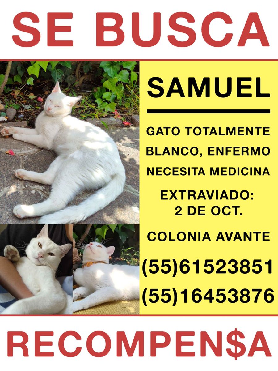 gelatinasan's tweet photo. @GatitosCdmx @MonsyCat187 @MascotasSismo Aquí esta! 💜 https://t.co/2jh5arBc4d