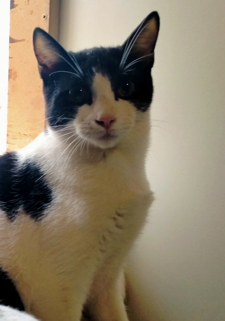 Solopar53137293's tweet photo. #Balaguer #Lleida #XarxaBarcelonaAdopcions #XarxaCatalunyaAdopcions  Aquests tres 🐱  busquen #adopcionresponsable  Tenen  6 mesos i poc, t'animes? Es diuen per ordre de fotografia; Sven, Sigurd i Olaf  Contacte per DM amb @Avelimelis o jo mateixa. https://t.co/OIRFlZk9h8