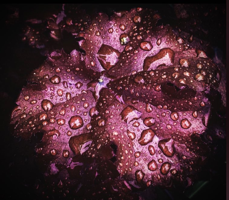 TheKateEscapes's tweet photo. Caress
#rain #raindrops #LikeDiamonds #DiamondDrops #leaf #red #purple #shine #AutumnVibes #autumncolours #NaturePhotography #caress #beauty https://t.co/linbDqBS8x