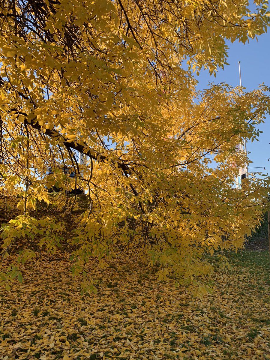 khodakivska_e's tweet photo. Cozy reading autumnal vibes feel like this 🍁🫶🏼☺️
@lhallwriter ☺️📖🖌
#writerslife #WritingCommmunity #amreading https://t.co/bekaR5JkAJ