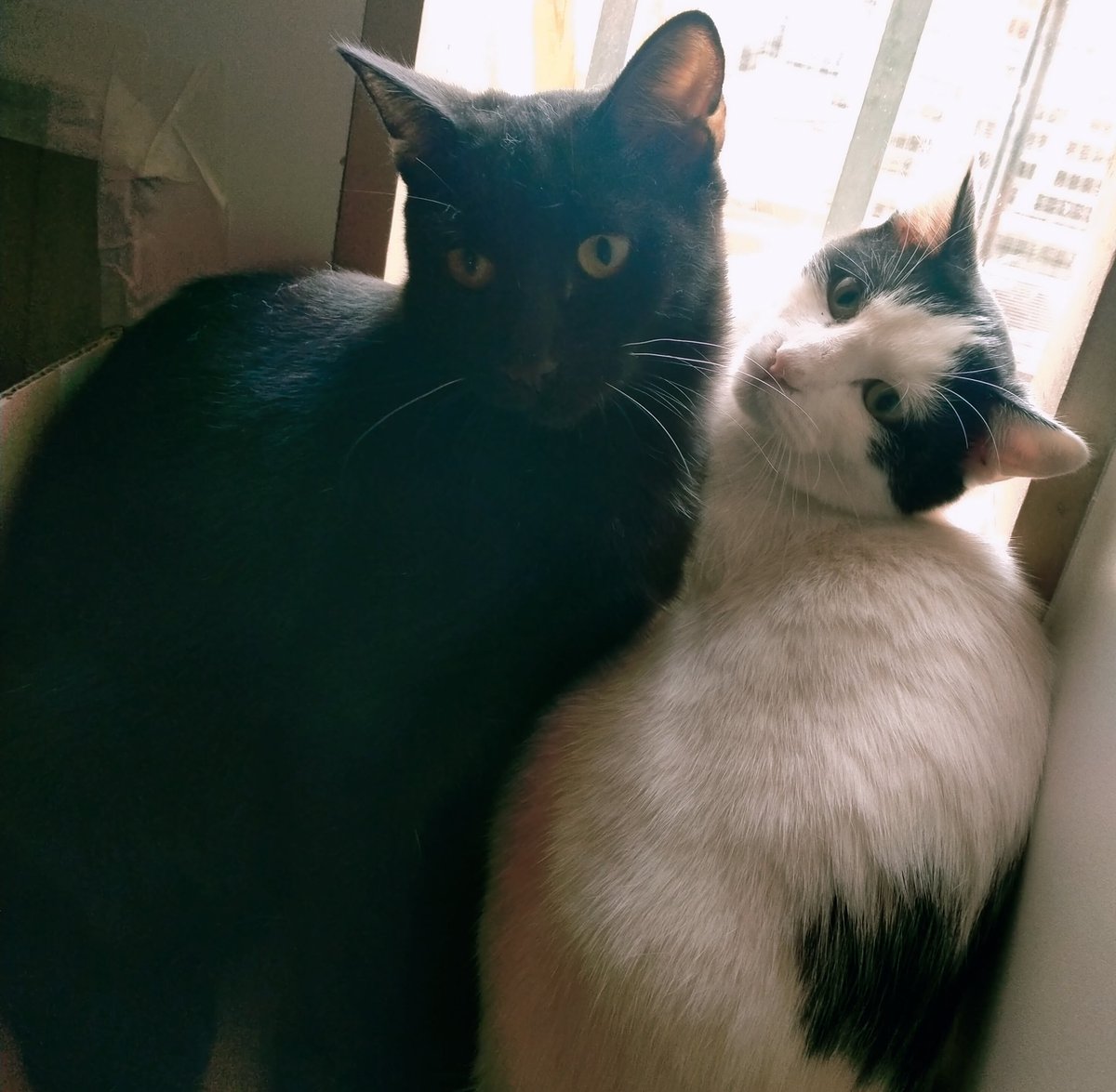 Solopar53137293's tweet photo. #Balaguer #Lleida #XarxaBarcelonaAdopcions #XarxaCatalunyaAdopcions  Aquests tres 🐱  busquen #adopcionresponsable  Tenen  6 mesos i poc, t'animes? Es diuen per ordre de fotografia; Sven, Sigurd i Olaf  Contacte per DM amb @Avelimelis o jo mateixa. https://t.co/OIRFlZk9h8