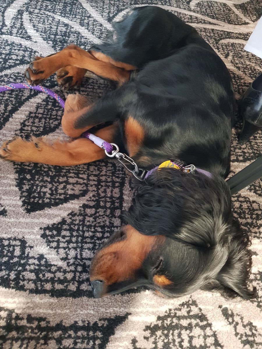 I got a lot of attentions (and treats) at the NCIC LiA event today. Also, and most importantly I made people smile 🙂🐾🐾
<a href="/NCICNHS/">North Cumbria Integrated Care NHS Foundation Trust</a> <a href="/NCIC_staff_HW/">NCIC Staff Health and Well-being</a> <a href="/SalliPilcherNHS/">Salli Pilcher RN, BSc, DN, QN 💙</a> <a href="/LiAJourney/">ListeningintoAction</a>