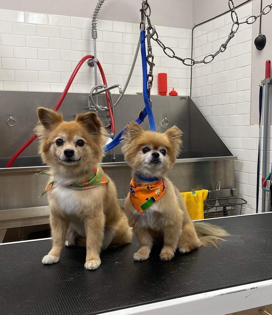grandmasterdiva's tweet photo. Clean pups are happy pups!!!!  Roxy (L) and Mr Hillis (R) had a visit with their auntie Karla this morning and she perfected their cuteness. And yes, they smell like pumpkin spice!  #chipom #reds #grooming #cleanpups https://t.co/fkSfLlmsr1