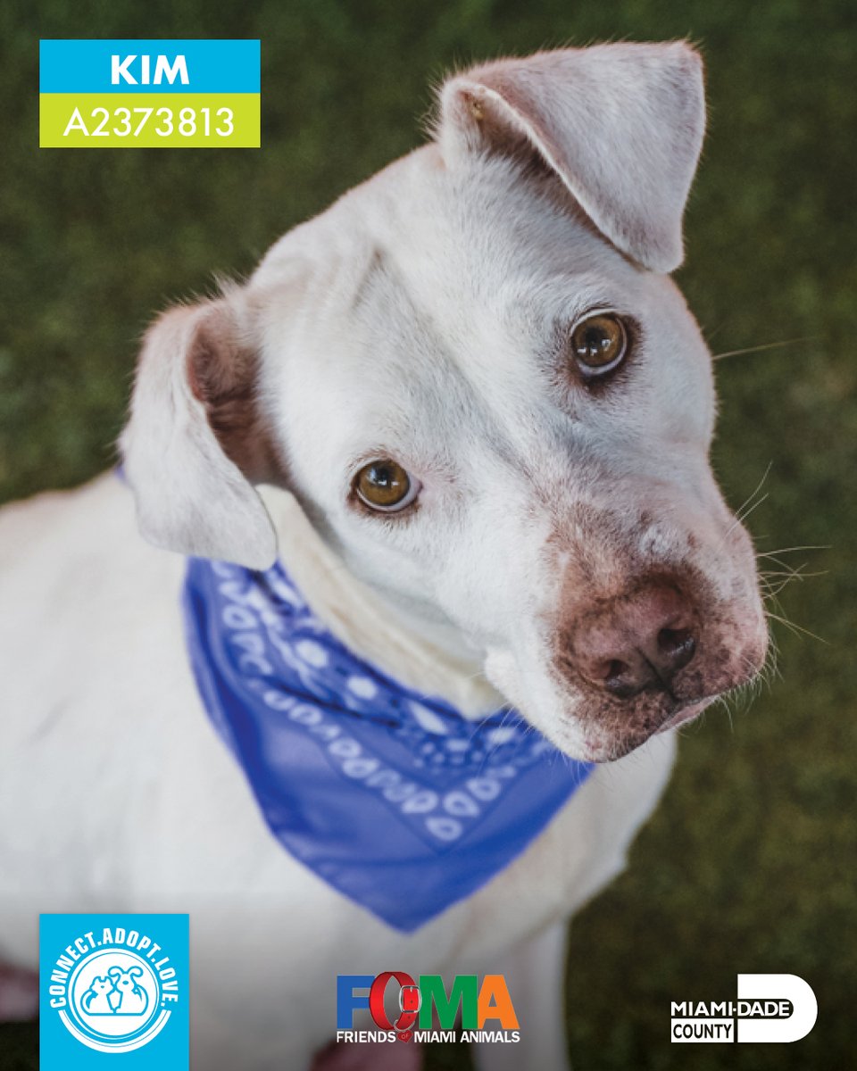 AdoptMiamiPets's tweet photo. Will you be joining our Facebook or Instagram Live today at 11 a.m.? Our dogs can't wait to virtually meet you! 🐶🐾

https://t.co/g7RSNplGCE
https://t.co/7q5HvHtn5D

#AdoptDontShop #ShelterDog #Love #VirtualAdoption https://t.co/49CZUmjGsj