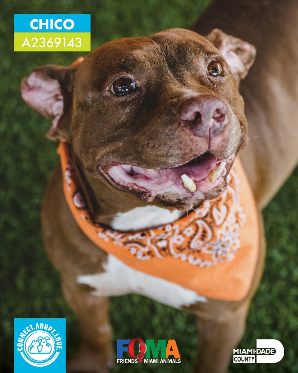 AdoptMiamiPets's tweet photo. Will you be joining our Facebook or Instagram Live today at 11 a.m.? Our dogs can't wait to virtually meet you! 🐶🐾

https://t.co/g7RSNplGCE
https://t.co/7q5HvHtn5D

#AdoptDontShop #ShelterDog #Love #VirtualAdoption https://t.co/49CZUmjGsj