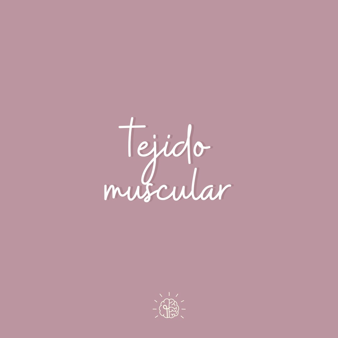 _Dubium's tweet photo. Componentes del tejido muscular esquelético #muscles #anatomy #sistemamusculoesquelético https://t.co/7lh4d46hy8