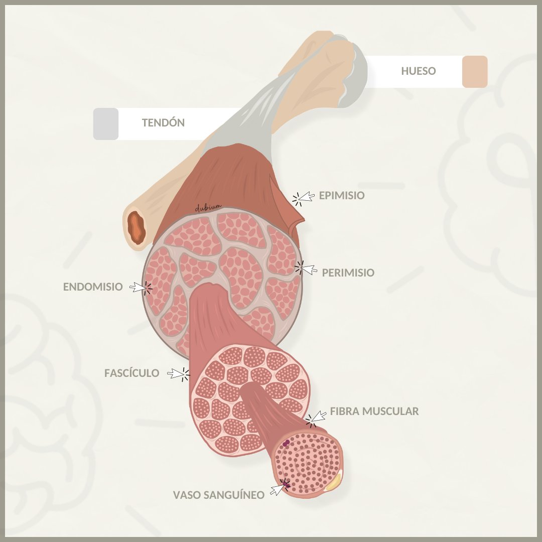 _Dubium's tweet photo. Componentes del tejido muscular esquelético #muscles #anatomy #sistemamusculoesquelético https://t.co/7lh4d46hy8