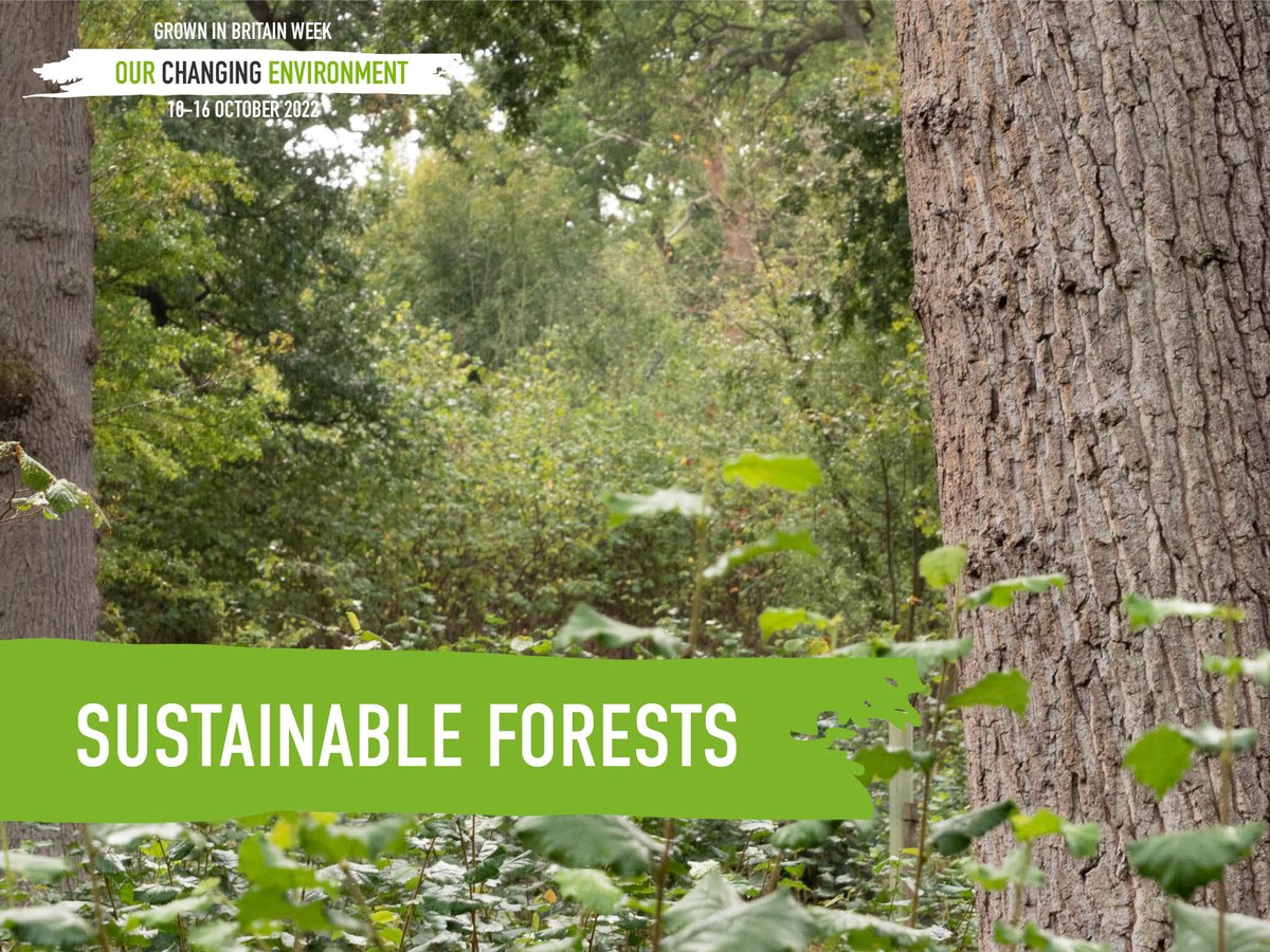 GrowninBritain's tweet photo. Well managed #forests have a big part to play in meeting the UN's #SustainableDevelopmentGoals, helping to meet at least 12 of the 17 SDG's - from capturing carbon to boosting industry to advancing equality.
#GiBWeek2022 https://t.co/qbw4MXdzqZ