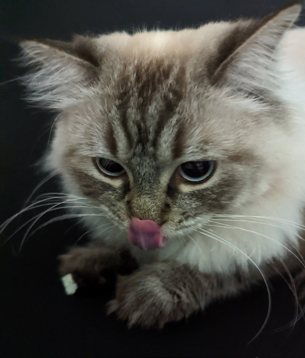 kat_coding's tweet image. Busted him reading/eating my meeting notes but that means they were finally useful 👍
