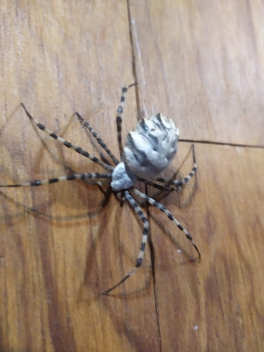 grenvillage's tweet photo. @Arachno_Cosas compañero que me dices de mi amiga https://t.co/fi0ZFRAAia