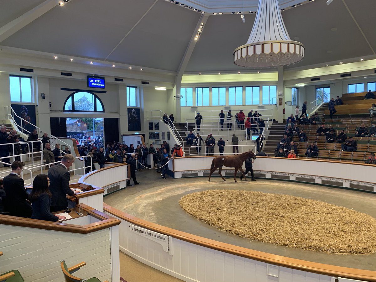 “Great breeders & great preparation” @amoracingltd’s @TomPennington16 praises Fittocks Stud, who are having a great @Tattersalls1766 October Yearling Sale! Stood next to @DaveLoughnane_ who will be the trainer, the duo fended off online bids to buy Lot 1291 for 290,000gns.