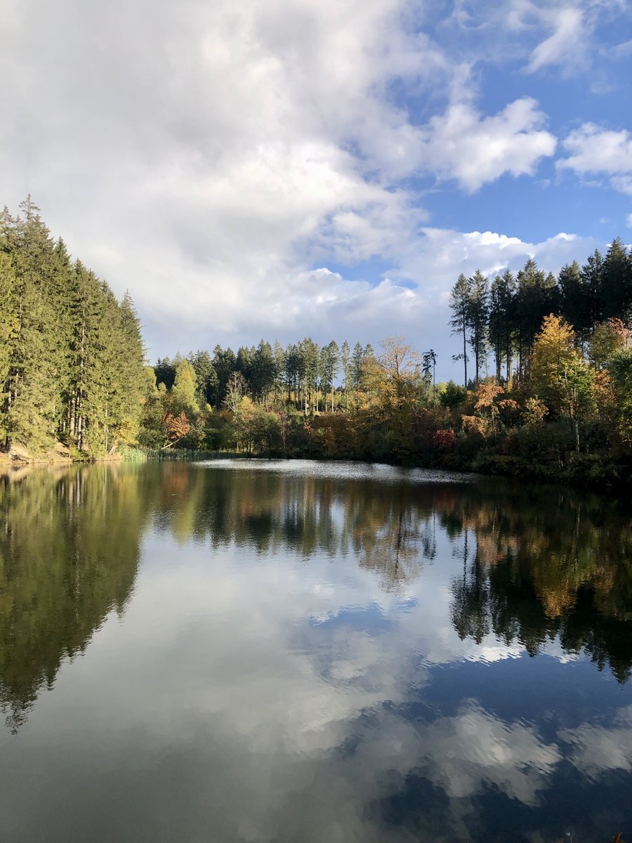 Fuerst_Jansen's tweet photo. In honor of #WorldAlgaeDay I want to show you the beautiful streptophyte algae I sampled together with @MaaikeBier in the #Hahnenklee in the Harz last weekend💚 #Spirogyra #Klebsormidium https://t.co/1UnwqN1aSg