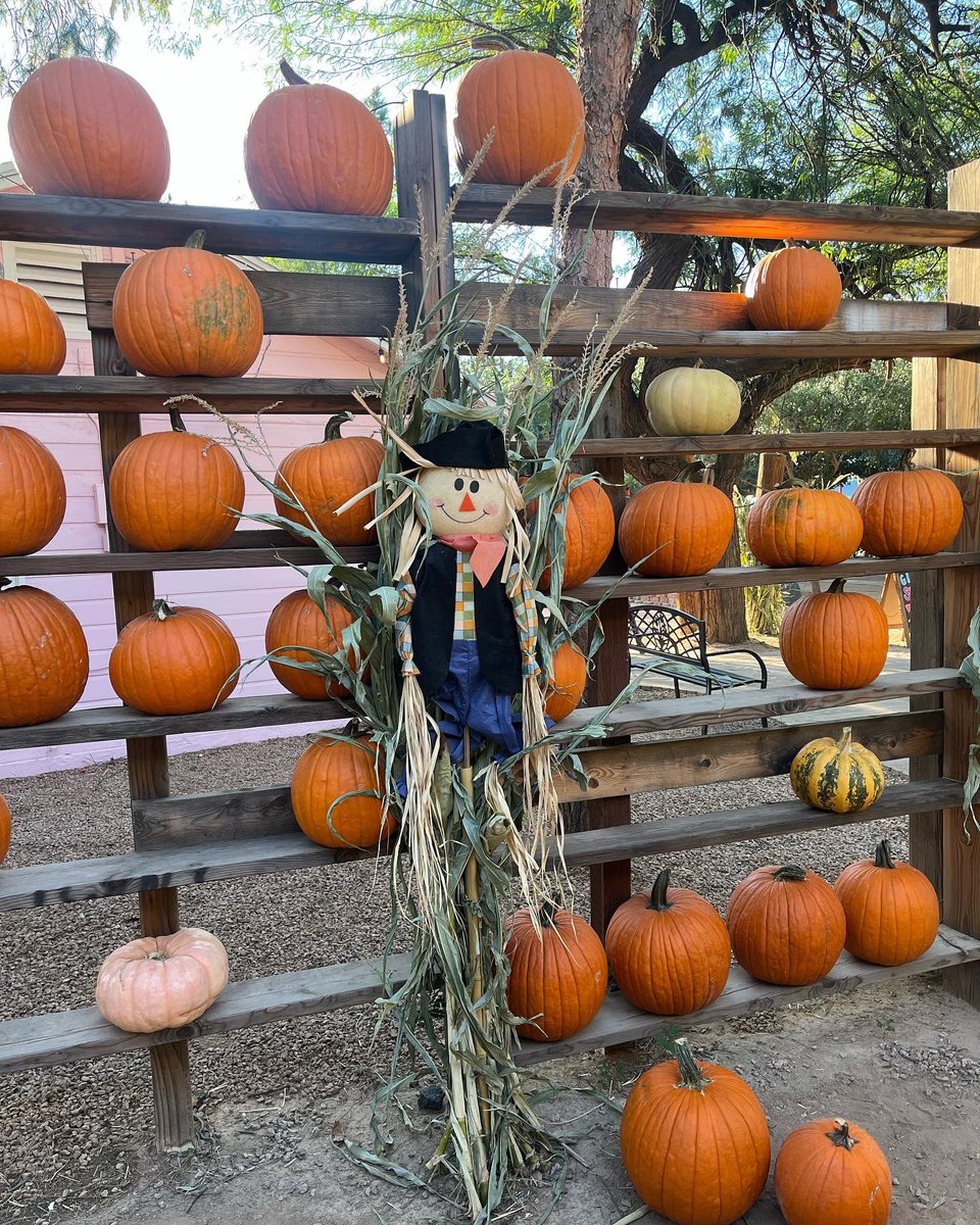 CarmenVarner's tweet photo. Schnepf Farms in Queen Creek, AZ, has an annual Pumpkin and Chili Party through Oct 30. 🎃 The sunflower field, corn maze, rides, and most attractions are included in your admission price. So fun! 🎃 

@VisitMesa @Schnepf_Farms 
#visitmesa #travelwriter #travelwriting #travelblog https://t.co/XDJU25JMij