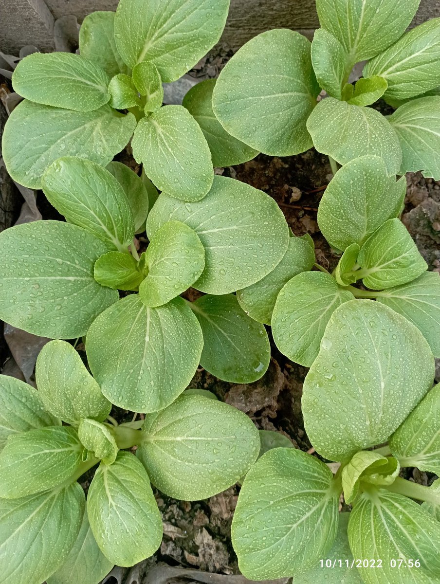 Rn_Gardening's tweet photo. ہماری #کچن_گارڈننگ_کوفروغ_دیں  مہم میں #RooftopGardening کو یہ اعزاز ملا کہ ایک کوکنگ
https://t.co/NjHVbumdtw
 چینل #cookingWithMaria نے رابطہ کرکے اس سیزن اپنے چینل کیلیے تازہ سبزیوں کی سپلائی میں دلچسپی ظاھر کی ہے ۔تاکہ لوگوں کو اچھی ریسیپی دیکھنے اور سیکھنےکو ملیں۔ https://t.co/coYZxmU7Ys