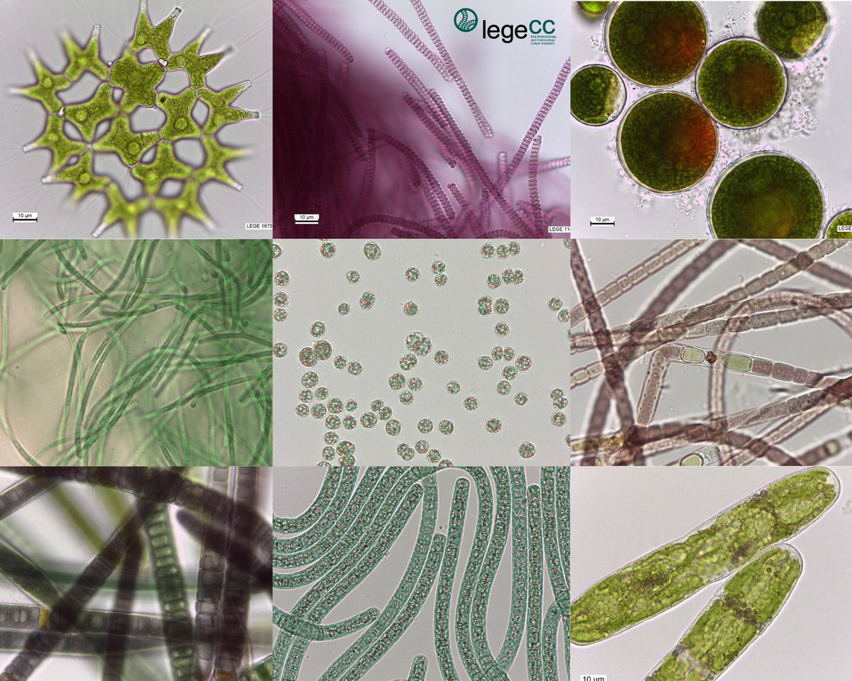 Happy #WorldAlgaeDay! 

#LEGECC