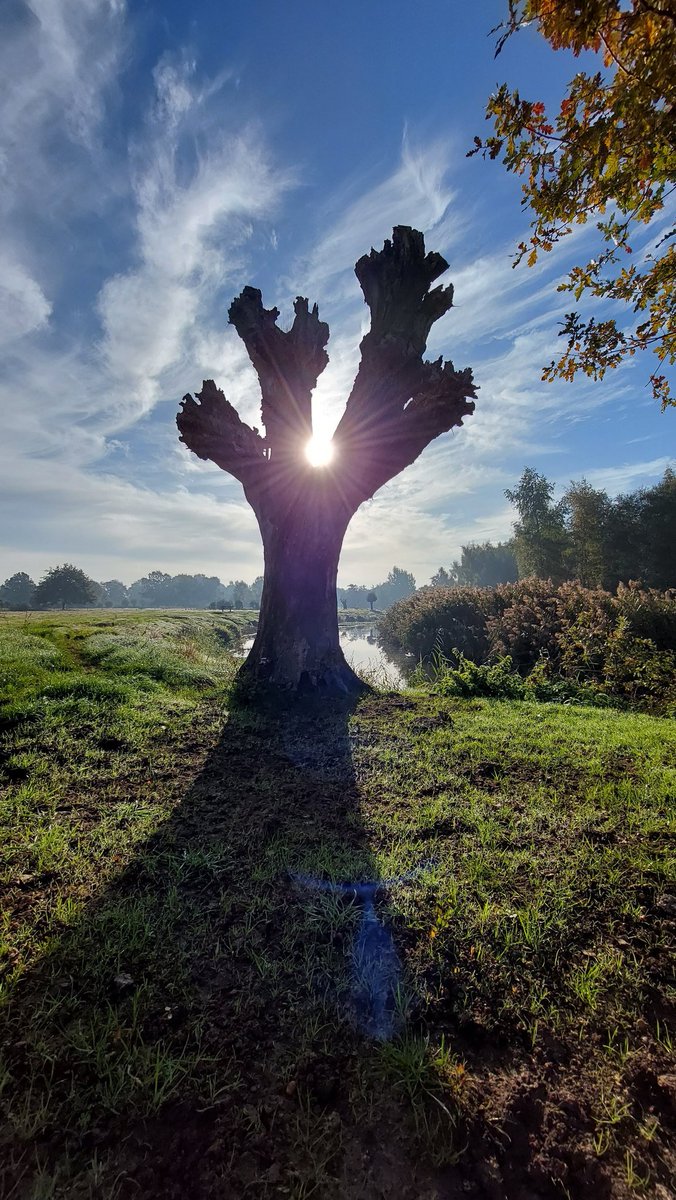 johelm01's tweet image. Ochtendzon aan de dommel in Nijnsel. 😊