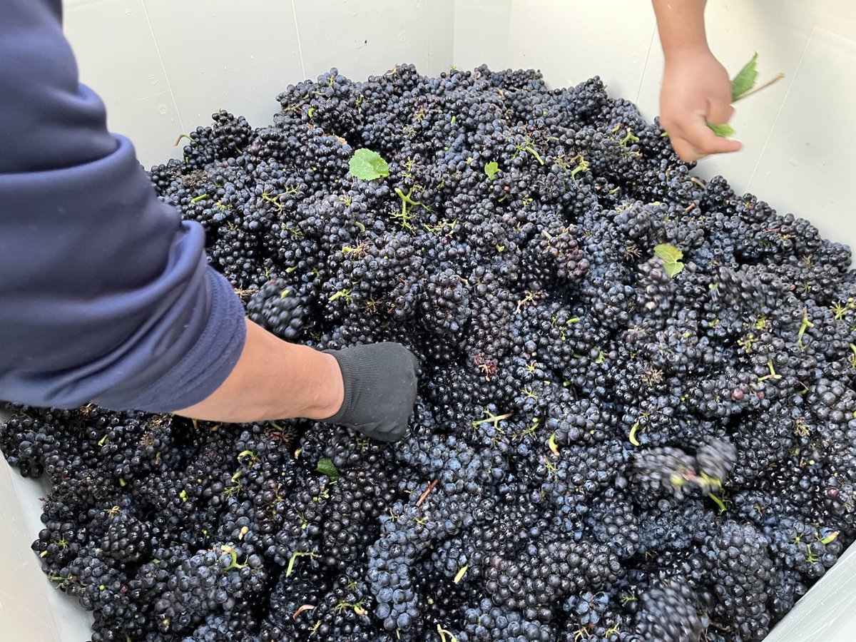 fox12oregon's tweet image. October is a busy time for Oregon wineries. 🍇🍷 This morning, @JoeVFox12 was in Newberg at Native Flora Winery to check out the work that's being done there. Watch today's #OnTheGoWithJoe: kptv.tv/3ekEmqE