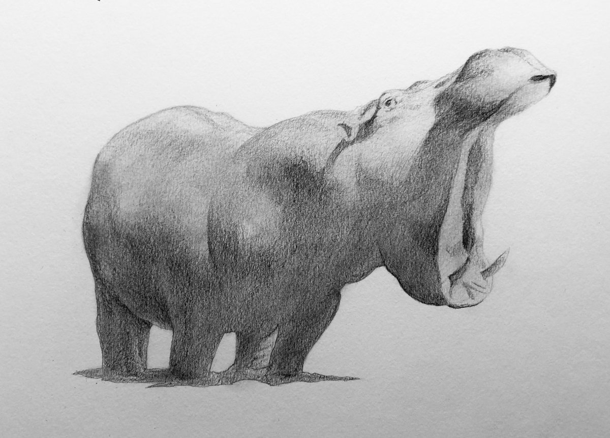 pencildrawing57's tweet photo. pencil drawing #pencildrawing  drawing #drawing pencil art #pencilart art #art artwork #artwork miniature #miniature animal #animal hippopotamus #hippopotamus 鉛筆画 #鉛筆画 https://t.co/ma6aptUVe3
