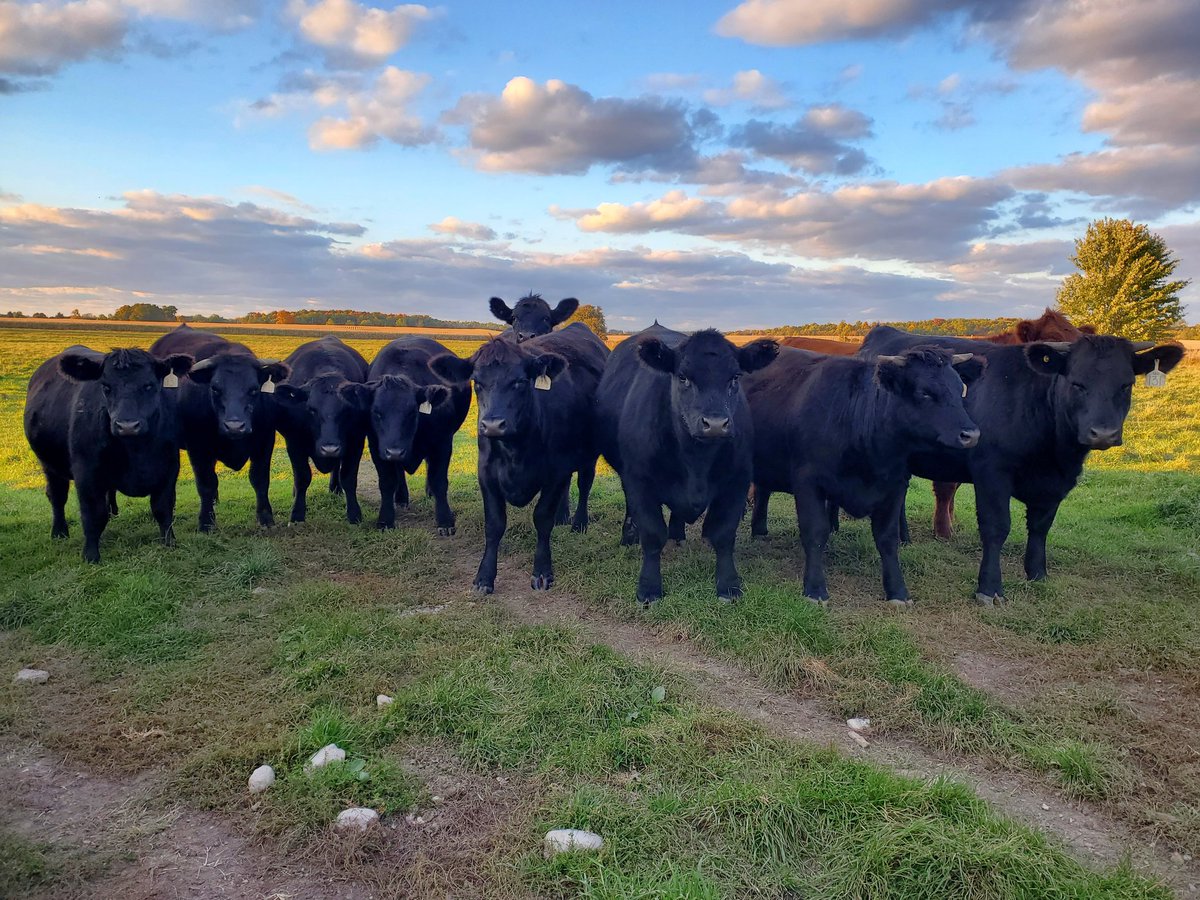 Phillips Cattle Co tweet media