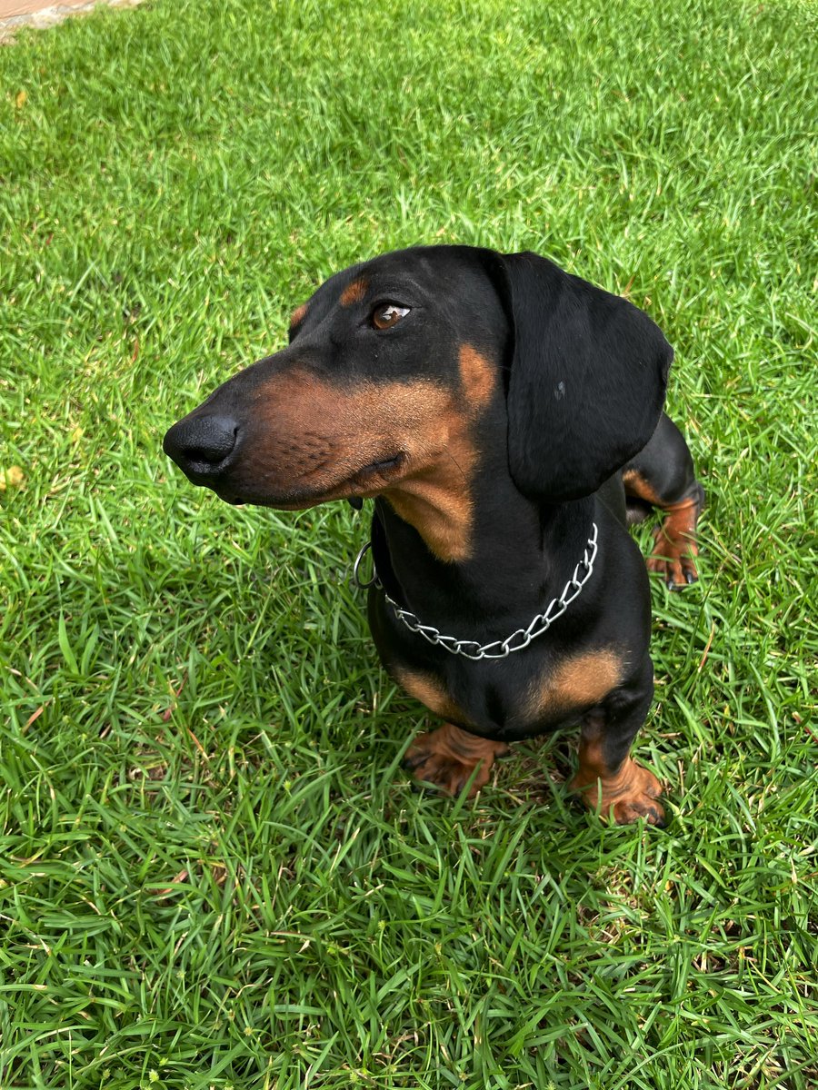 sxmarr___'s tweet photo. No me basta con subirlo solo a insta 🌭❤️ https://t.co/jdluA86KYZ
