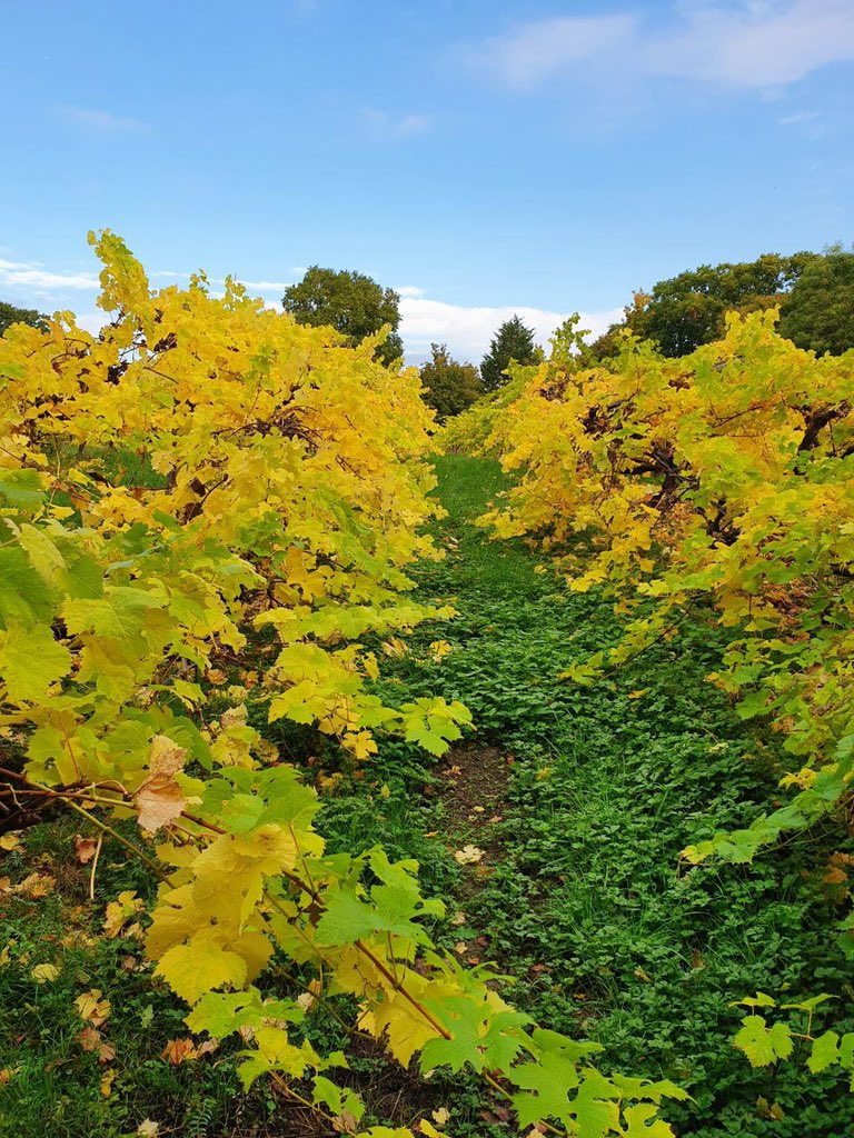 Post #harvest golden leaves on ortega vines at #Harbourne Vineyard 🍂