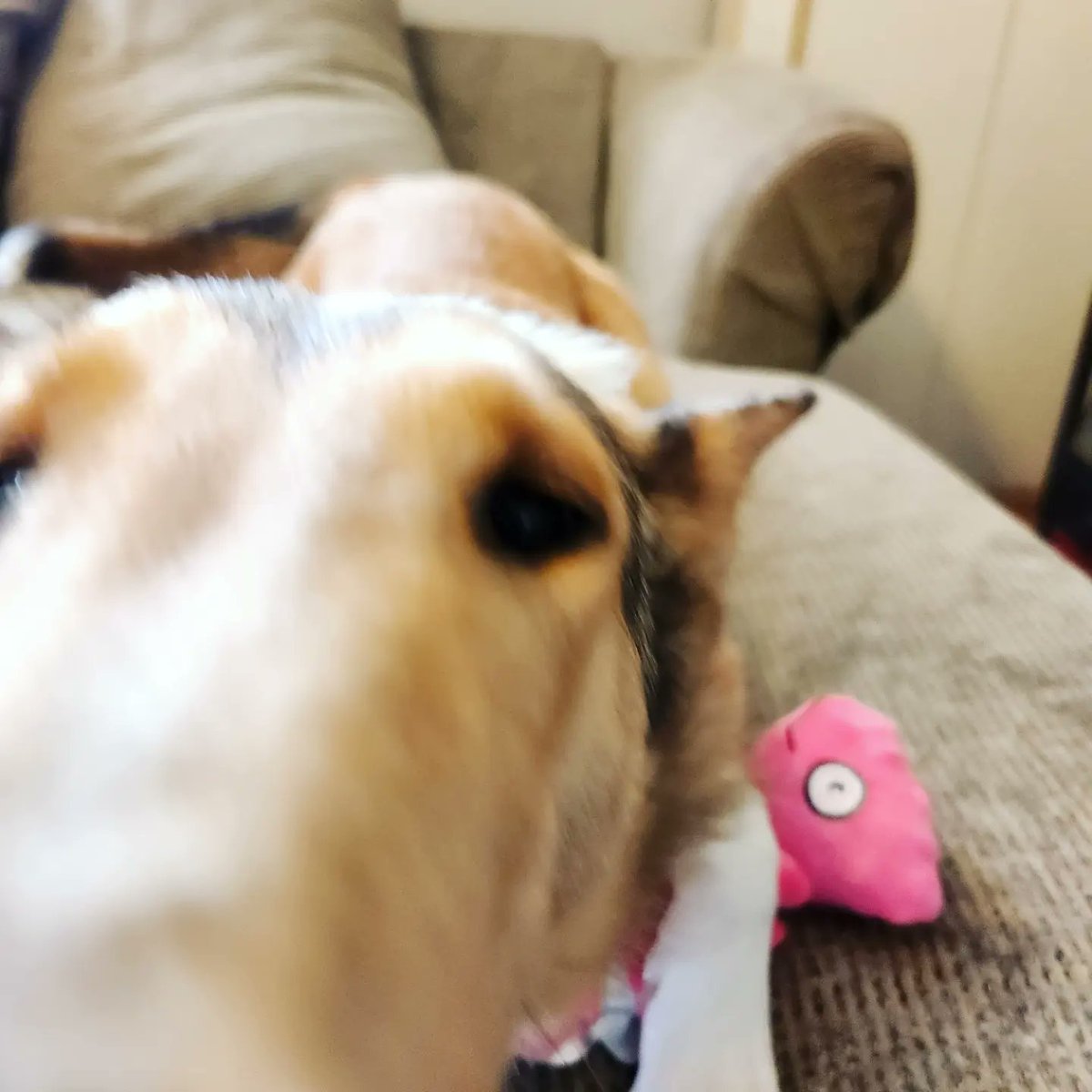 Youngest has been complaining I spoil her, but who wouldn't? 

#CollieLove