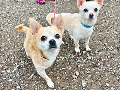 URGENT Please retweet to help Buster and Chico find a home together #CWMBRAN #WALES 

AT RISK OF SEPARATION💔

Brothers aged 9, they can live with children aged 10+ and possibly with other small dogs 🐶✅

DETAILS or APPLY 👇
allcreaturesgreatandsmall.org.uk/rehoming/rehom…

#dogs #Chihuahuas