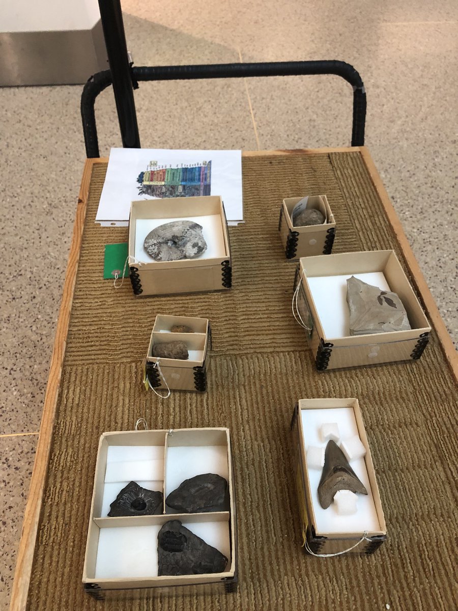 GeoloJoe's tweet photo. Having a great time chatting with visitors about fossils on National Fossil Day at @NMNH! https://t.co/hBBMcYA5l7