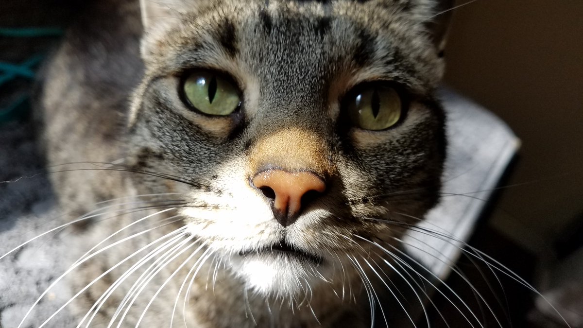 christymarx's tweet photo. Who can resist this face? #KellyCat https://t.co/Uz5X8pQmhl