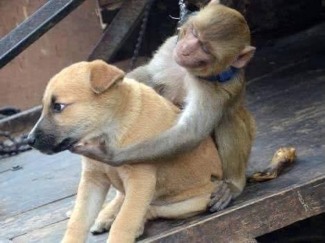 *Yo explicándole a mi perro lo importante que es para mí y que si le pasa algo no lo soportaría*

Mi perro: