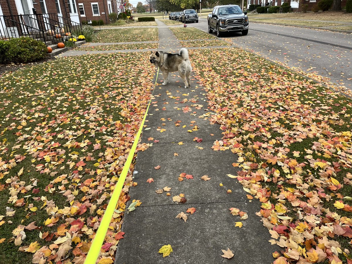 daubert_j's tweet photo. Fall colors and of course Mosby. Enjoying our afternoon walk as the leaves fall. 
Feel like someone should have something pumpkin spice in hand. https://t.co/uxcRQl084H