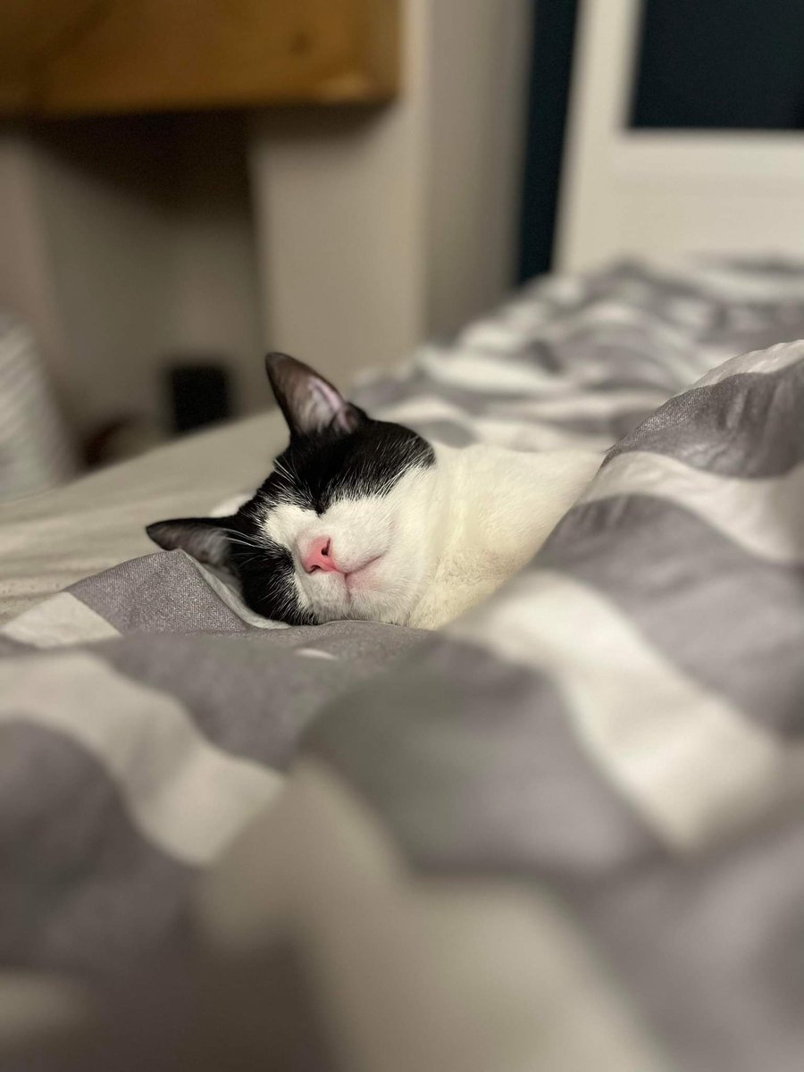 sam_james1994's tweet photo. @htafc @WebboxPetFood @htafc @WebboxPetFood #WebboxVIP
Dora was a rescue from Fartown and likes to get under the duvet and snore https://t.co/zfNuIB4HMS