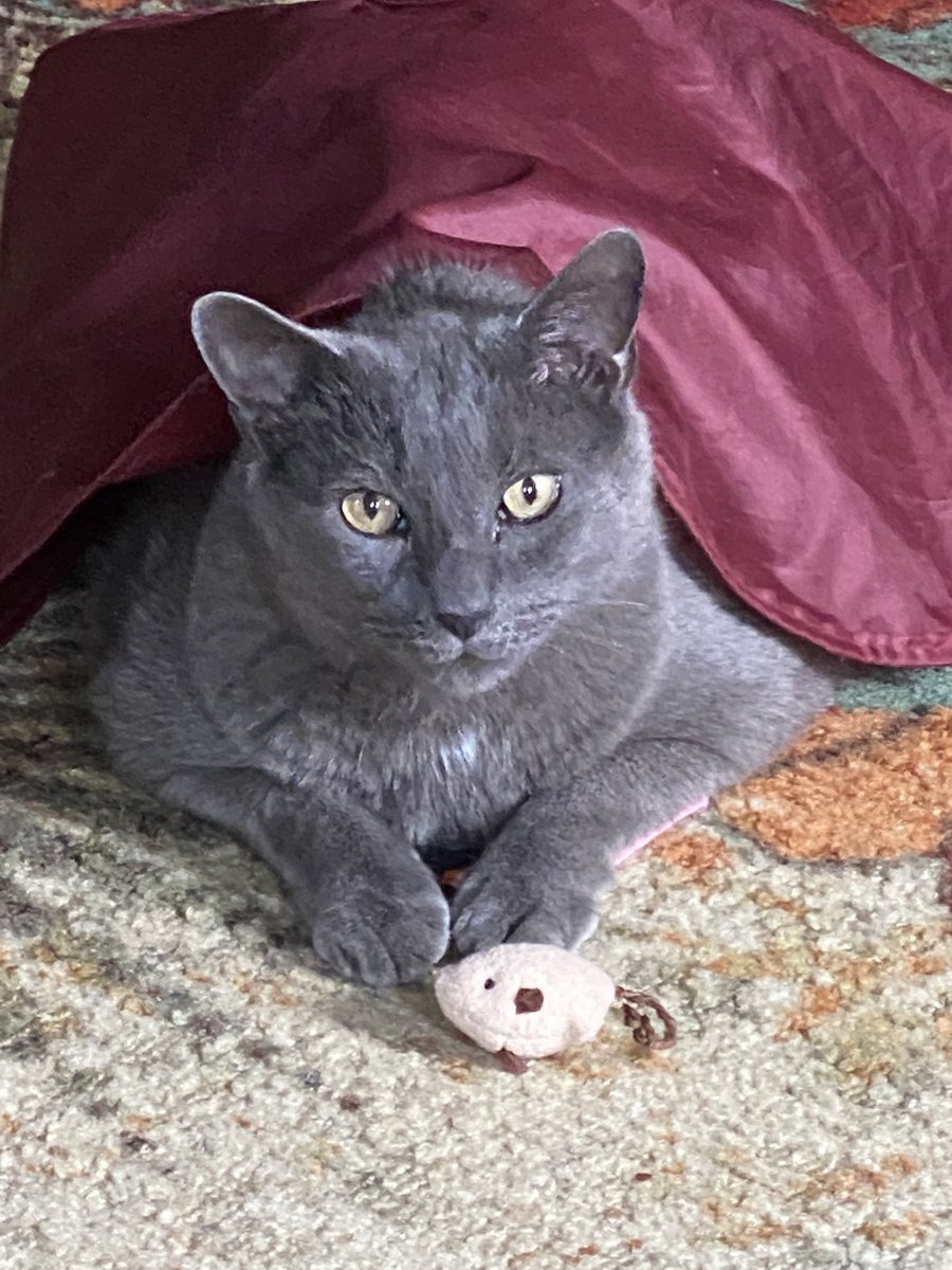 Pablo likes chasing toy nice 😻- they are much easier to catch !