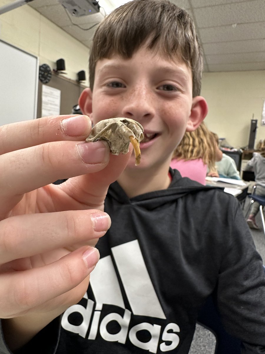 MrGoodine's tweet photo. Who's hungry? What did our owls eat? It's all part of the food web. #kenstonengaged @KenstonKIS @KenstonSchools #myohioclassroom https://t.co/Wd5klt0sYr