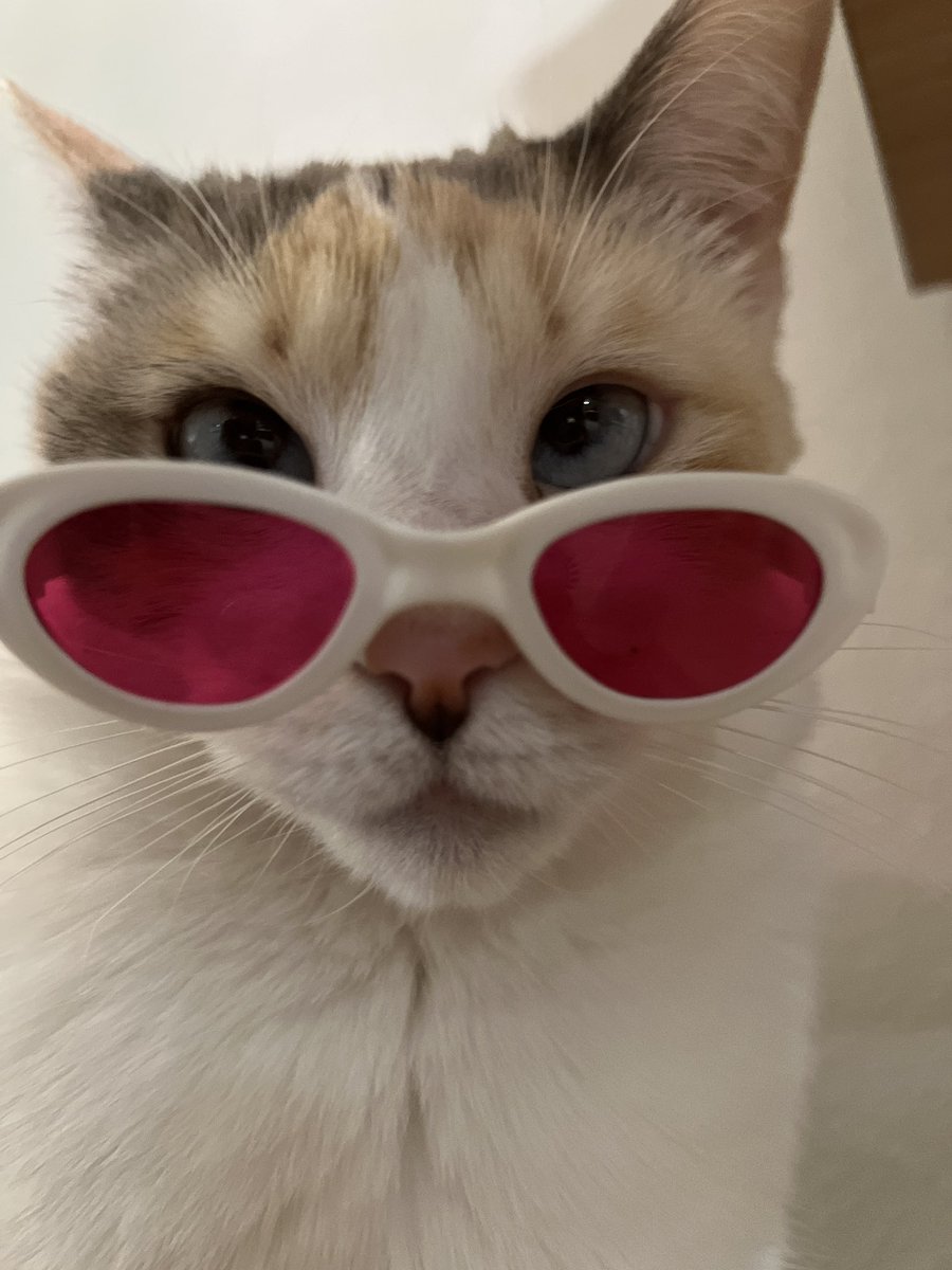 fatfatpankocat's tweet photo. Wait omg panko hit 200k followers on Twitter????? We 🫶�� you :’)) https://t.co/96ogN7Fh0Z
