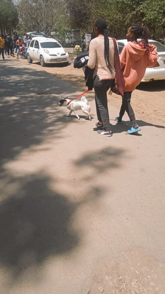 LokiMugo's tweet photo. Fresha alipata HELB akabuy chiwawa 😄😄💔 https://t.co/f6B67Rn7tF