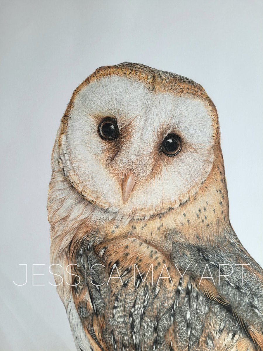 My finished Barn Owl. This has definitely been my most challenging drawing yet with its intertwining intricate feathers, warm toned colours and big beautiful eyes but hopefully I have done this incredible owl justice 🪶
#fabercastellpolychromospencils  #barnowlart #pencildrawing