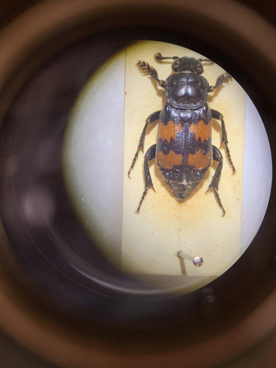 Alex Smart tweet media