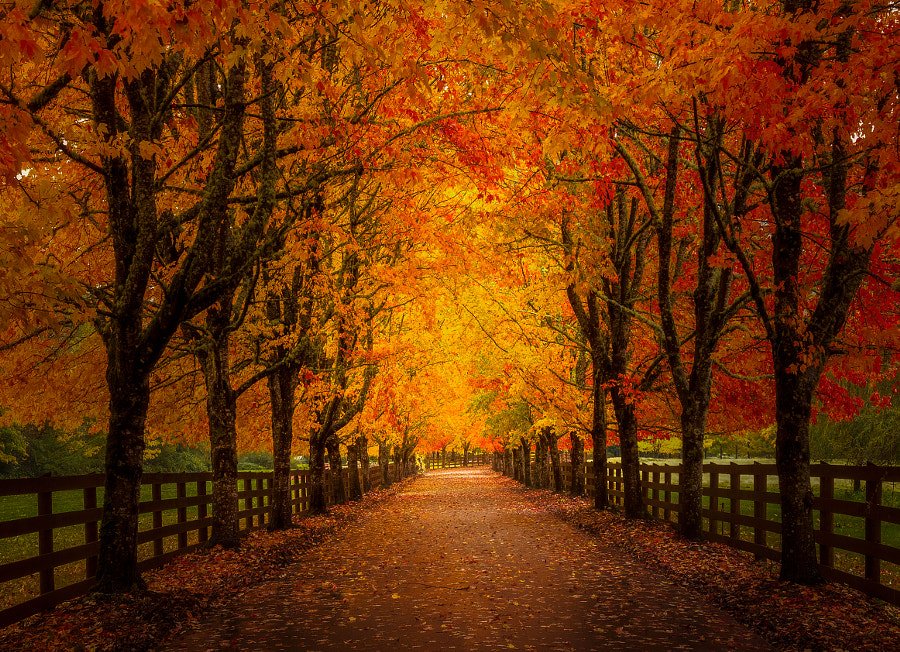 andrespeneke's tweet photo. Autumn Dream by Doug Shearer https://t.co/zYr3V66nwN